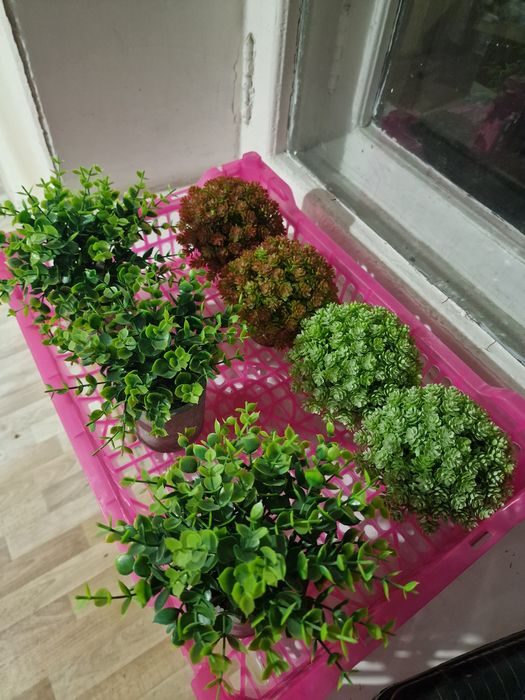 Декоративные растеня