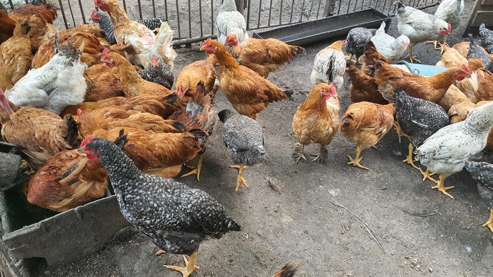 Bio, fără concentrate–Găini de casă, cocoși și ouă proaspete pt consum