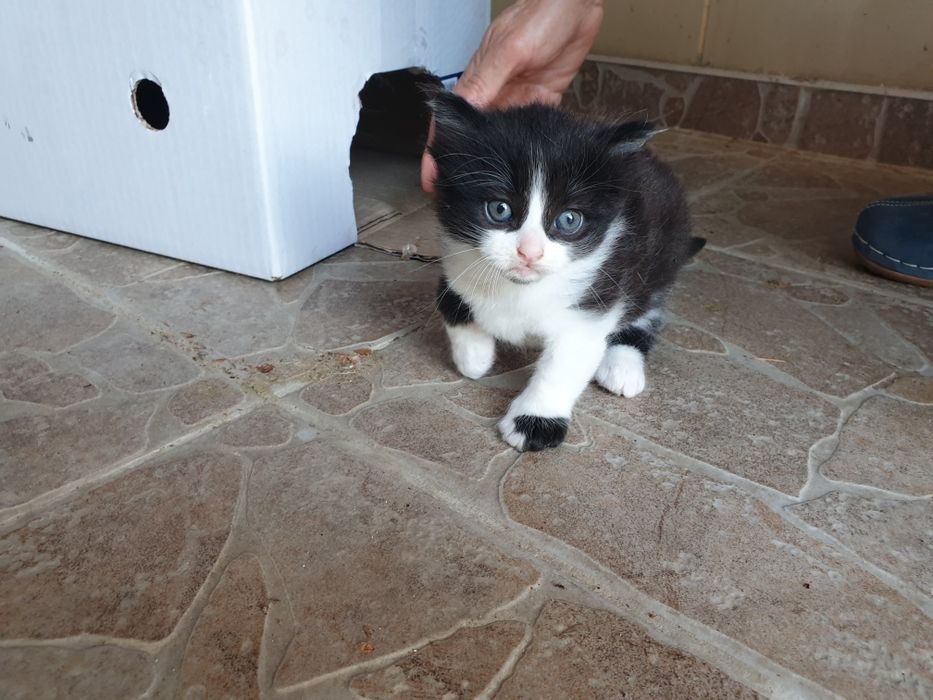 Подаряваме котенца
