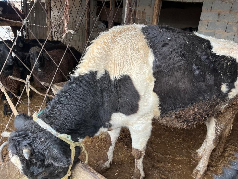 Буаз сиыр сатылады