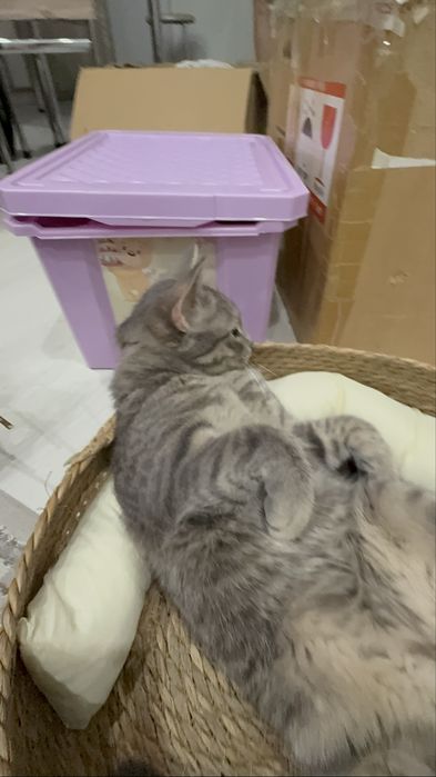 Кот, котик Шотландец