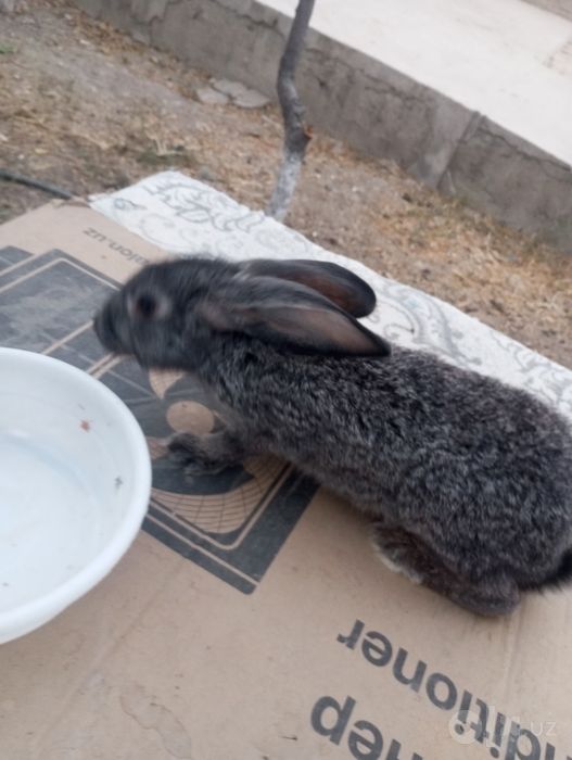 Quyonlar 3 yarim oylik sotiladi