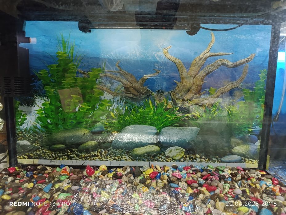 Akuvarum 50 literli xolati yaxshi