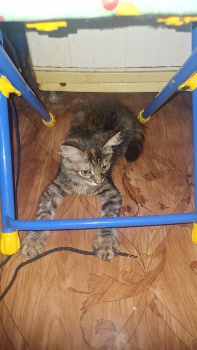 Котёнок маленький
