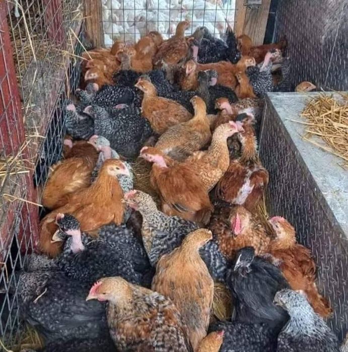 Pui mixt Pui carne