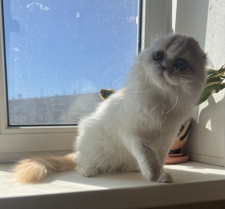 Шотландские девочки с разными глазами!