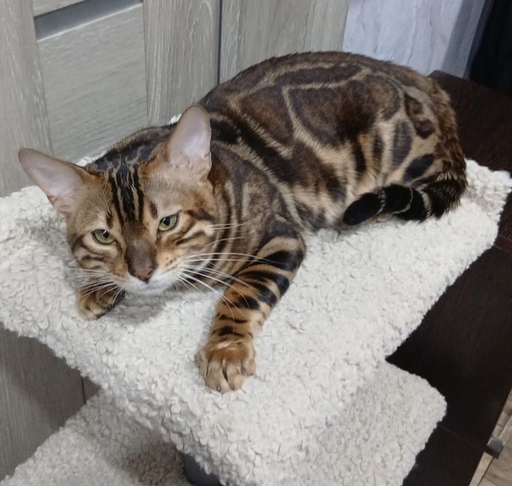 Кот в добрые руки