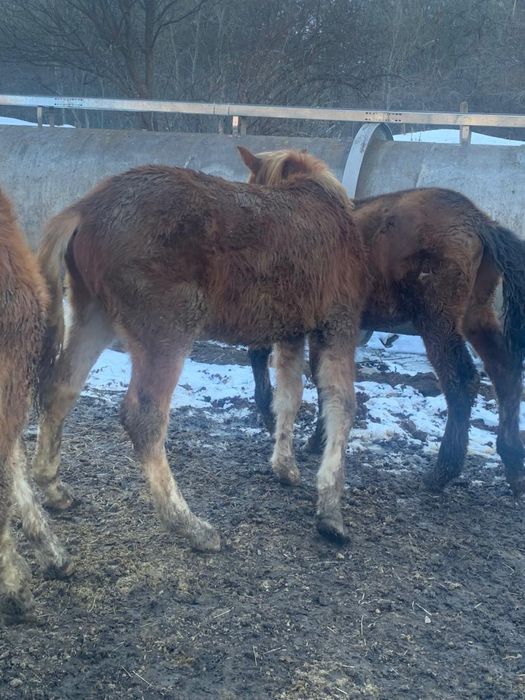 Жеребята на продажу