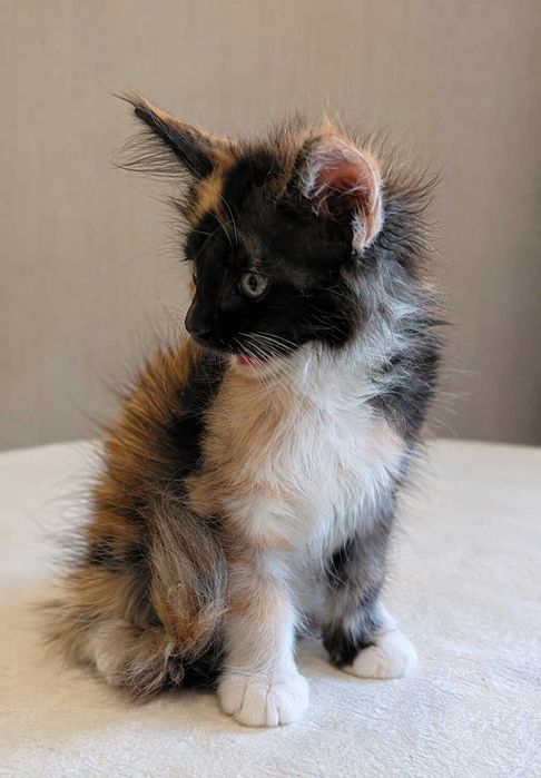 Maine Coon Felisa Lynx Rune Code Pui Maine Coon femelă – Capodoperă Genetică, pedigree(Desen Caramel Rarist) |