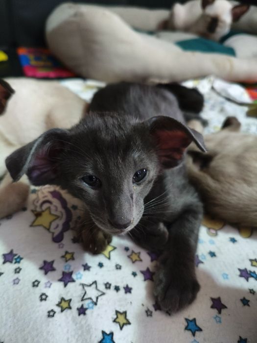 Ориентальные котята экстрим