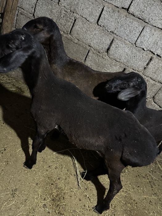 Qochqorla sotiladi narhi 3.800