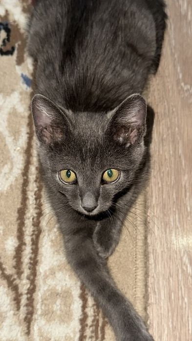 Продам серого котёнка, мальчик, 3 месяца