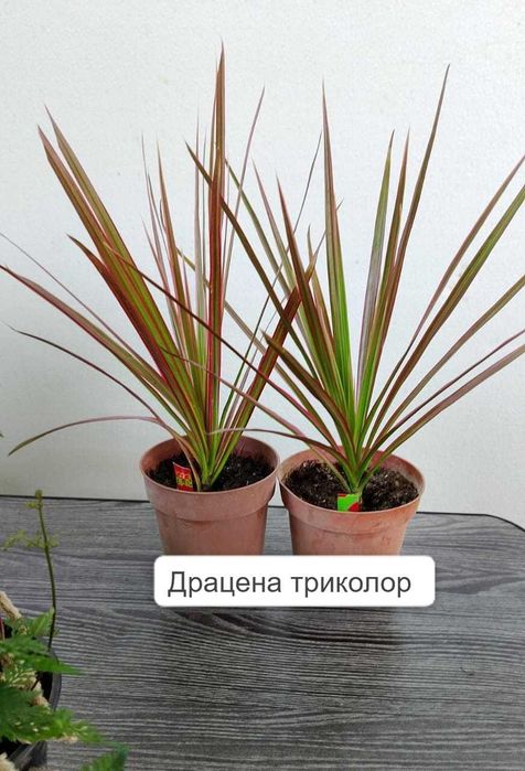 Комнатные цветы . Не капризные. от 1500 т