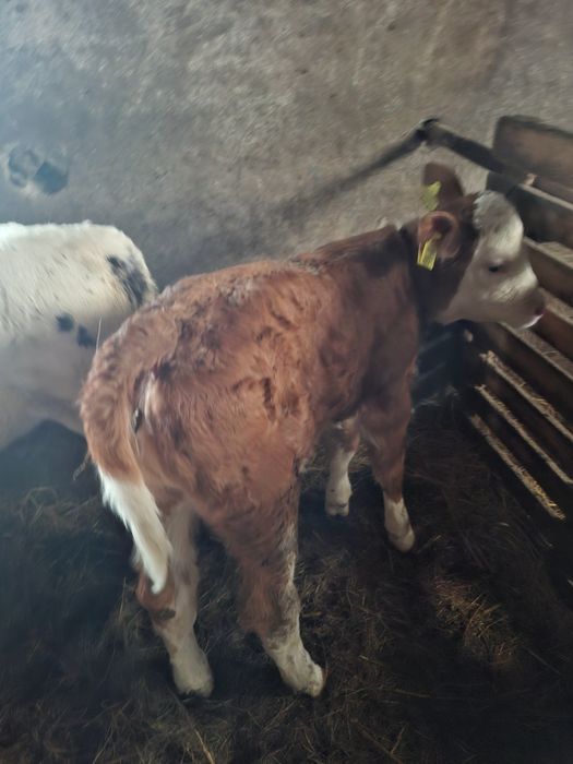 Vând vițea bălțată