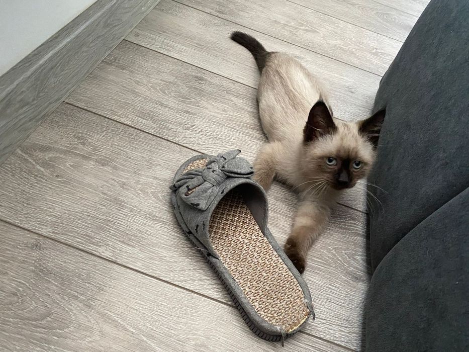 Отдам котёнка в добрые руки