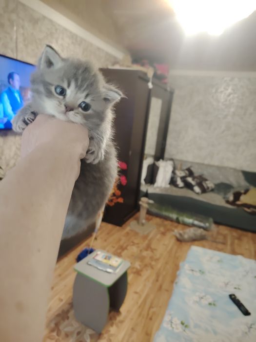Шотландские малыши