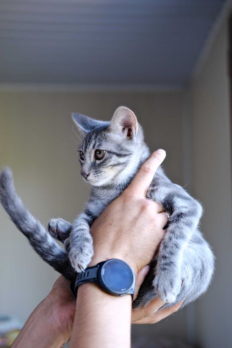 котенок в добрые руки