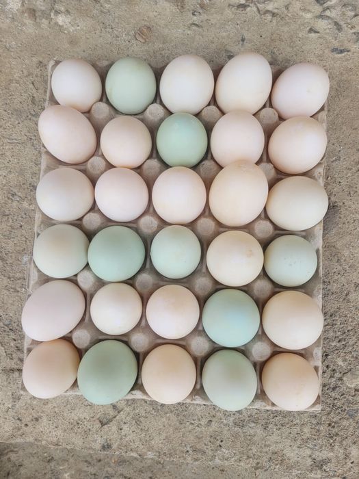 Ouă de rață românească