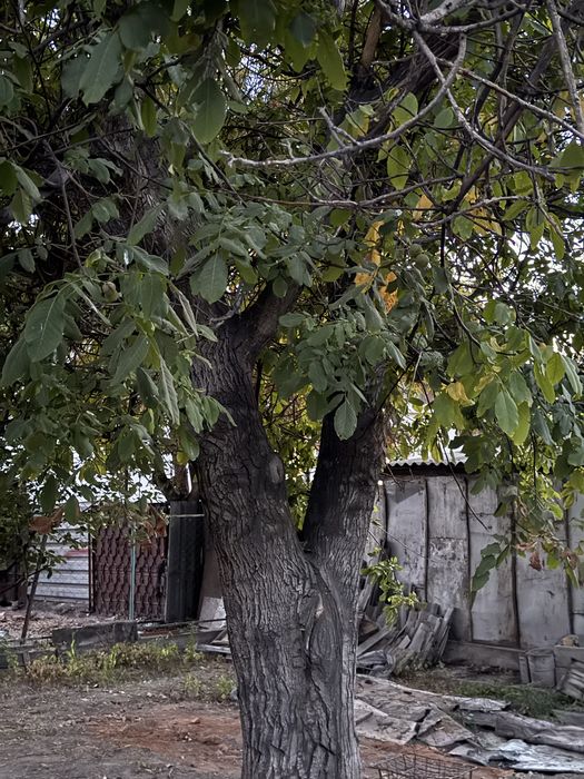 Ореховое дерево