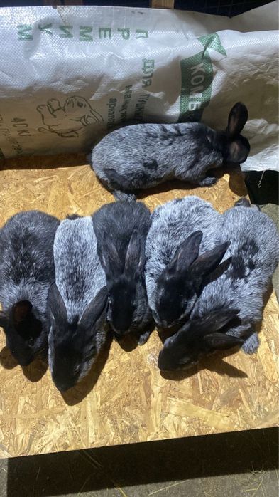 Продам кроликов