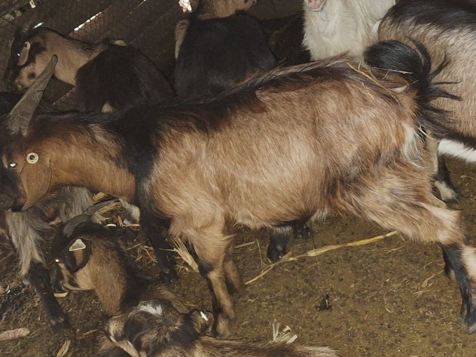 Se vând aceste animale , sau  la schimb  pe  purcei .