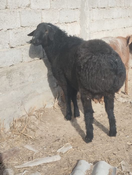 Қошқар Сарыағаш қаласы