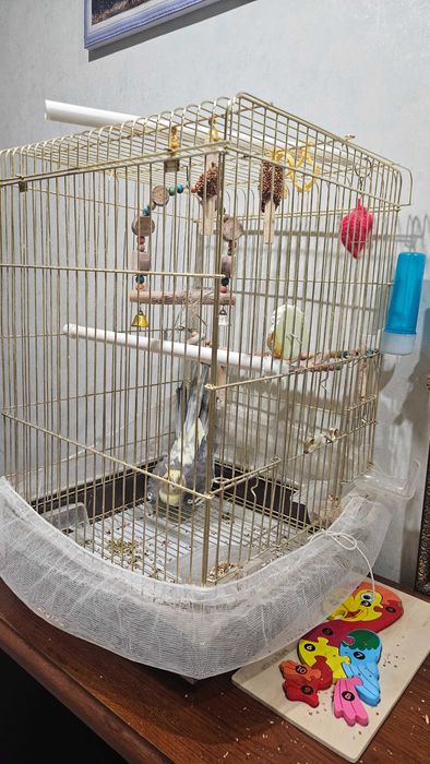 Продам попугай карелл с клеткой