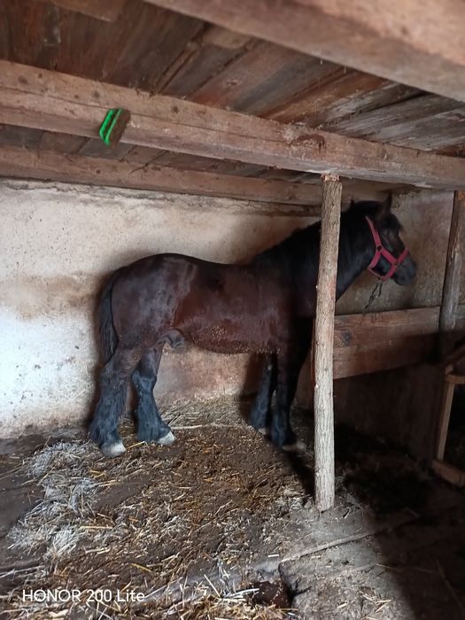 Vând Harmasar de 2 ani