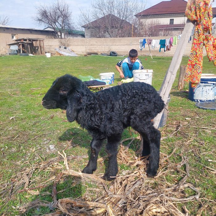 Қозы сатылады Самал 2