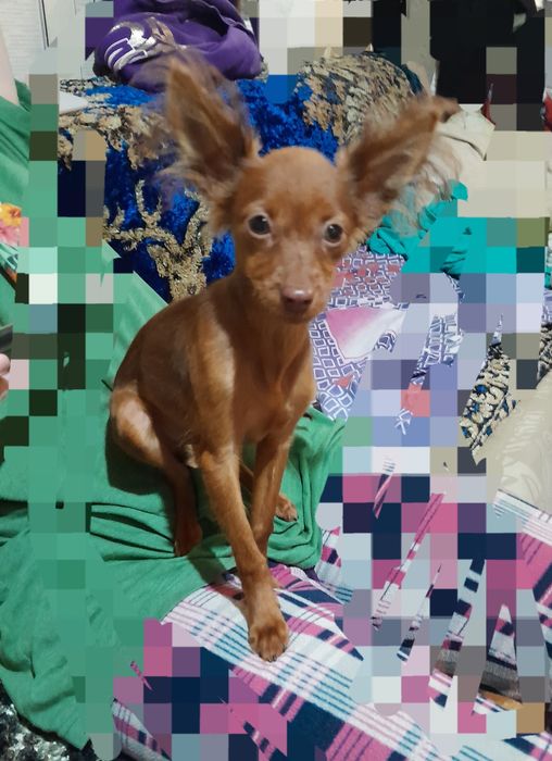 Продам щенков русского той терьера