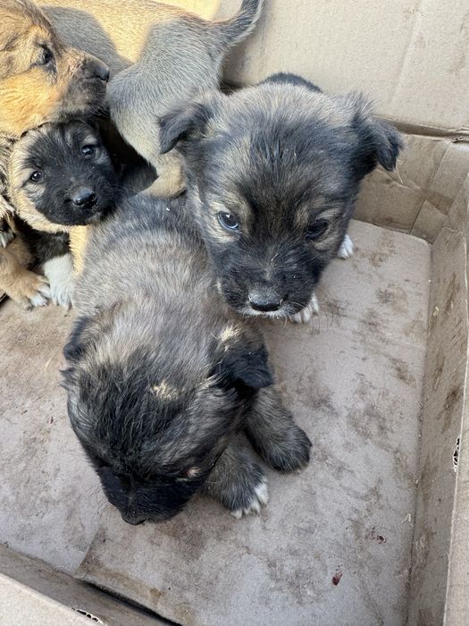 Щенята в хорошие руки ДАРОМ