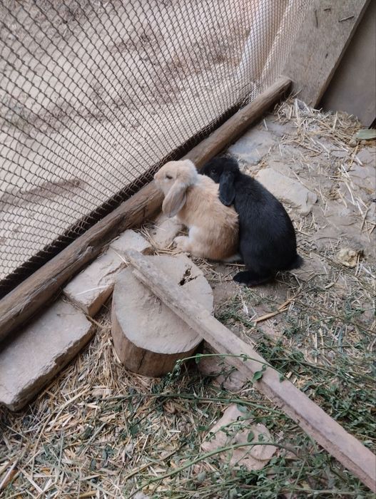 Декоративные вислоухие кролики