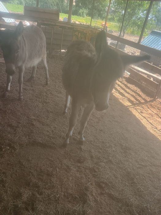 Vând măgăriță tânără