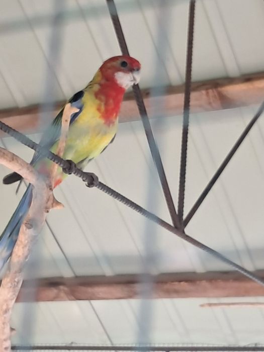 Papagal Rosella cocos