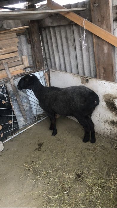 Продам баран кочкар