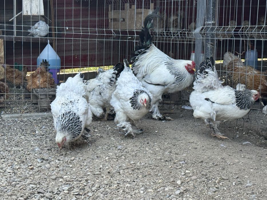Ouă găini Brahma HD pentru incubat.