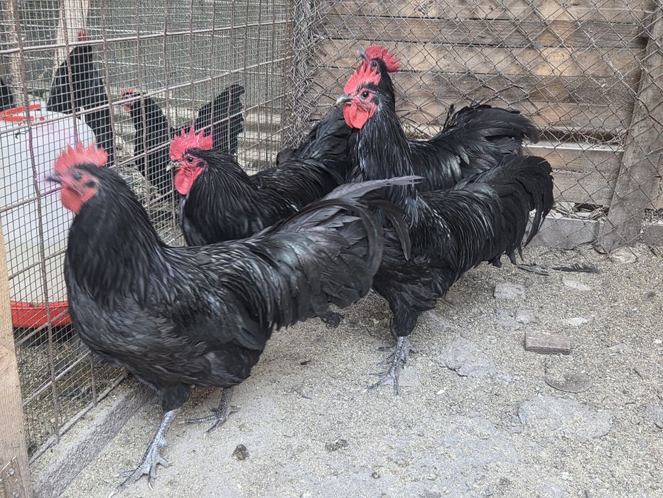 Cocosi Australorp