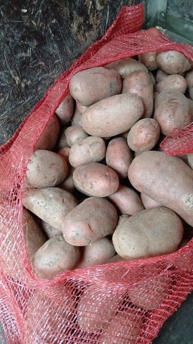 Cartofi de vanzare