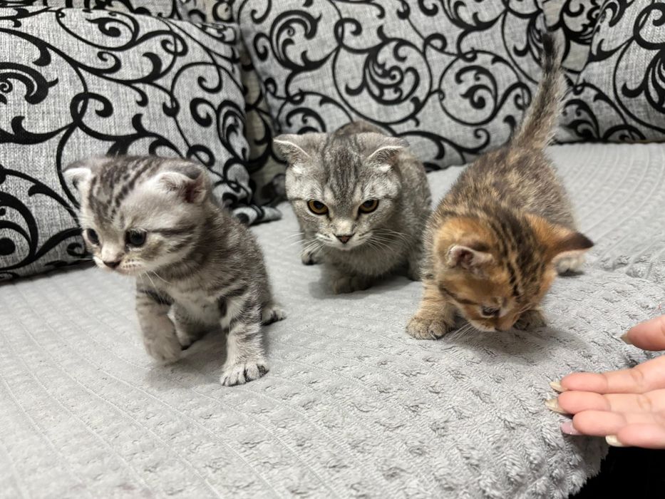 Вислоухий шотландец