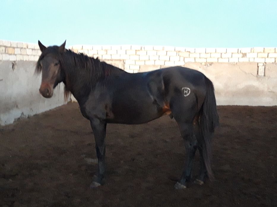 Кушум айғыр сатылады