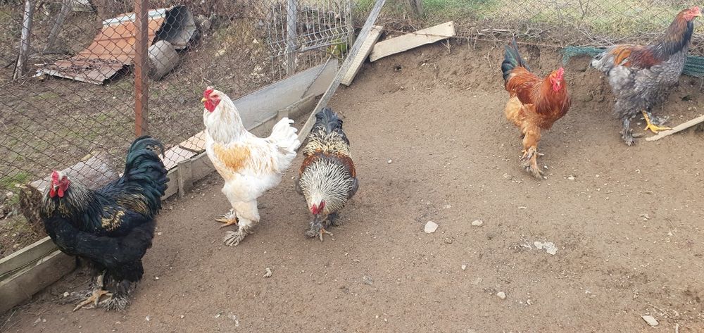 Vand cocosi Brahma si mix