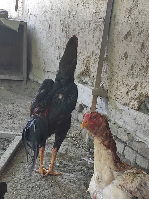 Zotli xoʻroz sotiladi