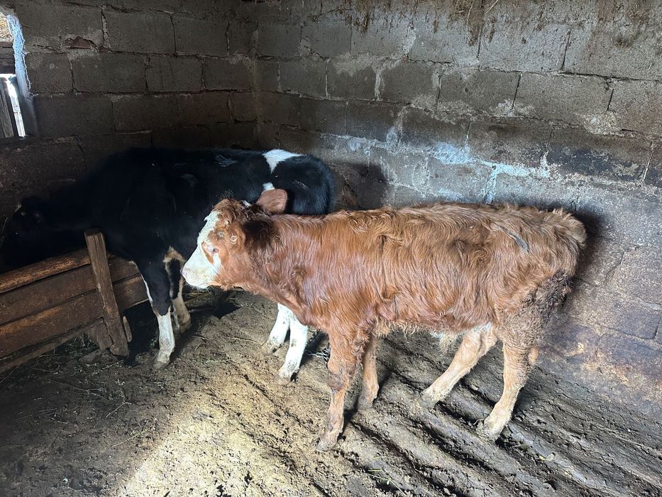 Vând doi viței masculi