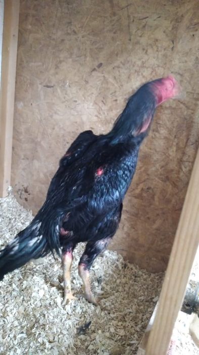 Бойцовский Петухи