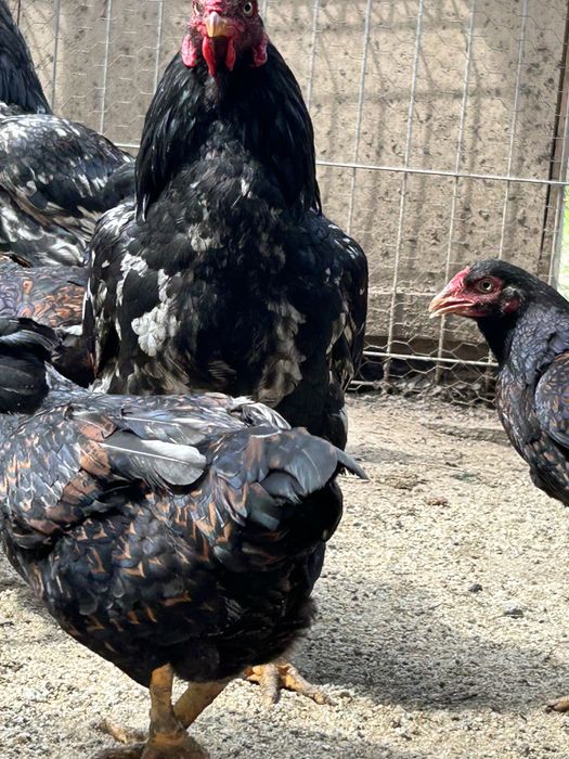 familie combatant indian3+1 .talie mare