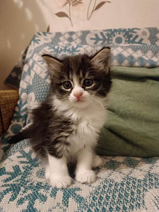 Котята в добрые руки , мальчик и девочка