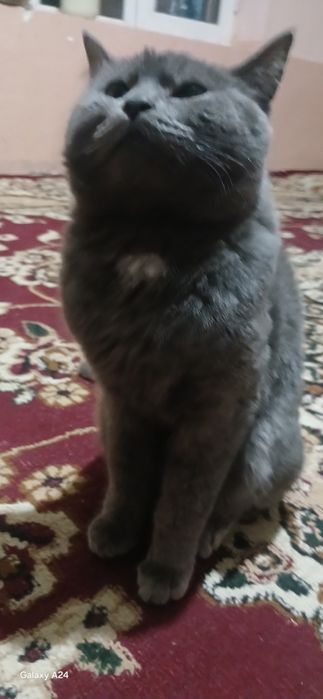 Zotdor mushuk sotiladi.