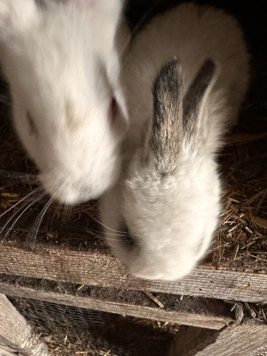 Зайчета малки на два три месеца белгиски великан