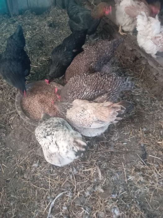 Продам куры домашние