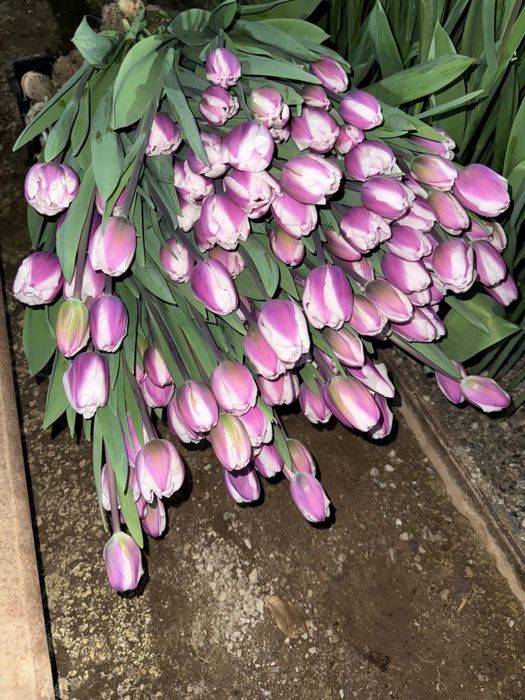 Крупный ТЮЛЬПАН Предзаказ